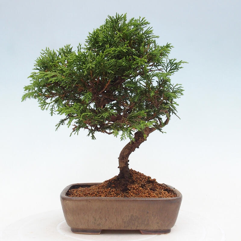 Kültéri bonsai - Juniperus chinensis Itoigawa