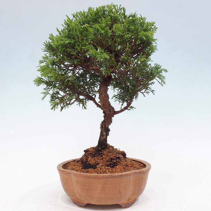 Kültéri bonsai - Juniperus chinensis Itoigawa