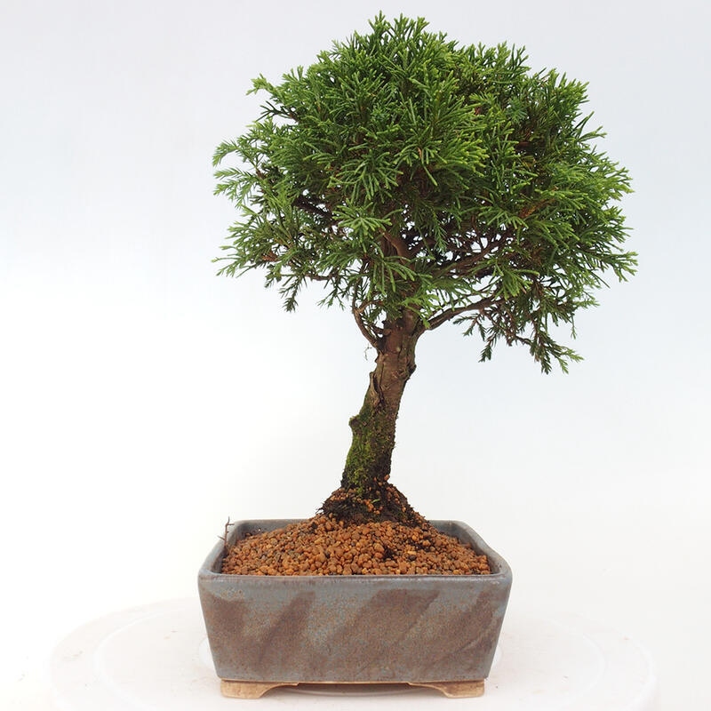 Kültéri bonsai - Juniperus chinensis Itoigawa