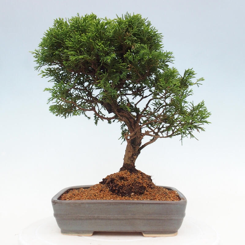 Kültéri bonsai - Juniperus chinensis Itoigawa