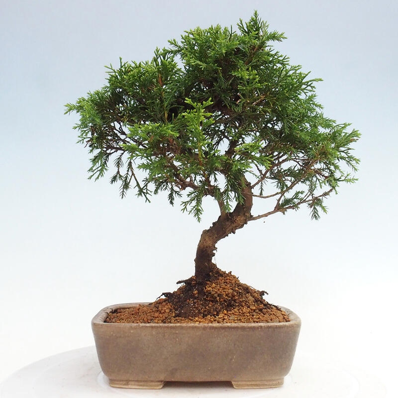 Kültéri bonsai - Juniperus chinensis Itoigawa