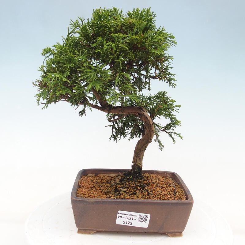 Kültéri bonsai - Juniperus chinensis Itoigawa