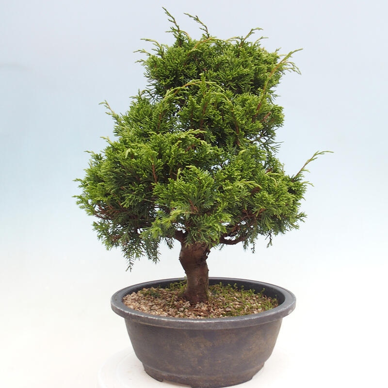 Kültéri bonsai - Juniperus chinensis Itoigawa