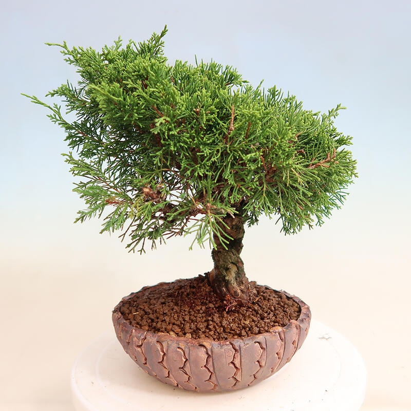 Kültéri bonsai - Juniperus chinensis Itoigawa