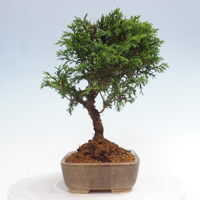Kültéri bonsai - Juniperus chinensis Itoigawa