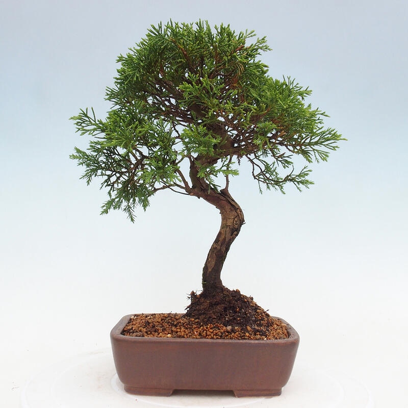Kültéri bonsai - Juniperus chinensis Itoigawa