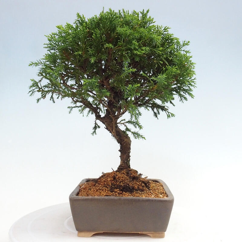 Kültéri bonsai - Juniperus chinensis Itoigawa