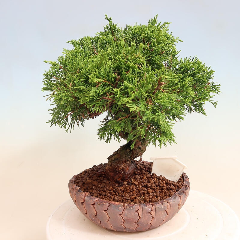 Kültéri bonsai - Juniperus chinensis Itoigawa