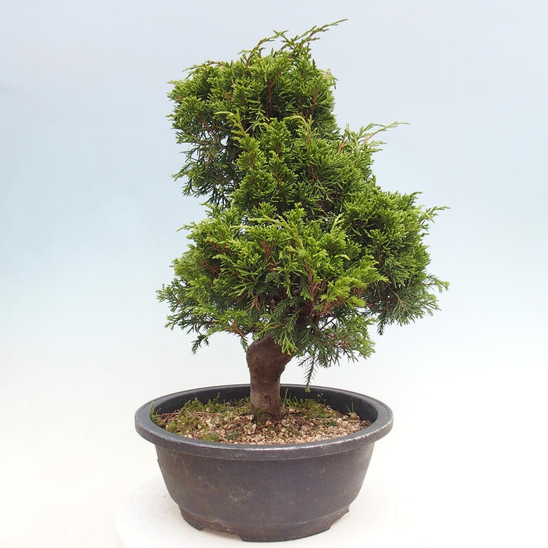 Kültéri bonsai - Juniperus chinensis Itoigawa