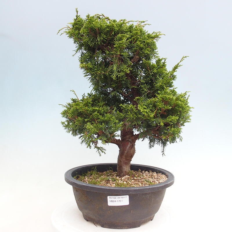 Kültéri bonsai - Juniperus chinensis Itoigawa