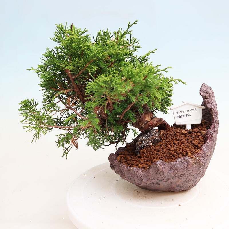 Kültéri bonsai - Juniperus chinensis Itoigawa