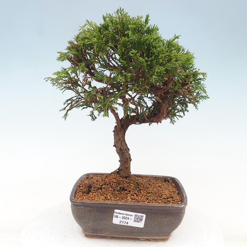 Kültéri bonsai - Juniperus chinensis Itoigawa