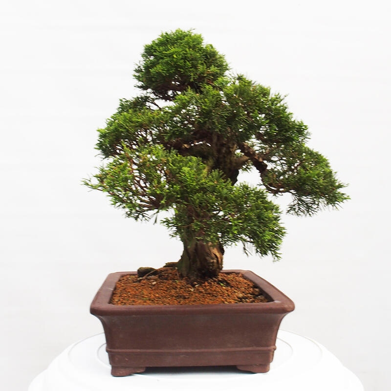 Kültéri bonsai - Juniperus chinensis Itoigawa