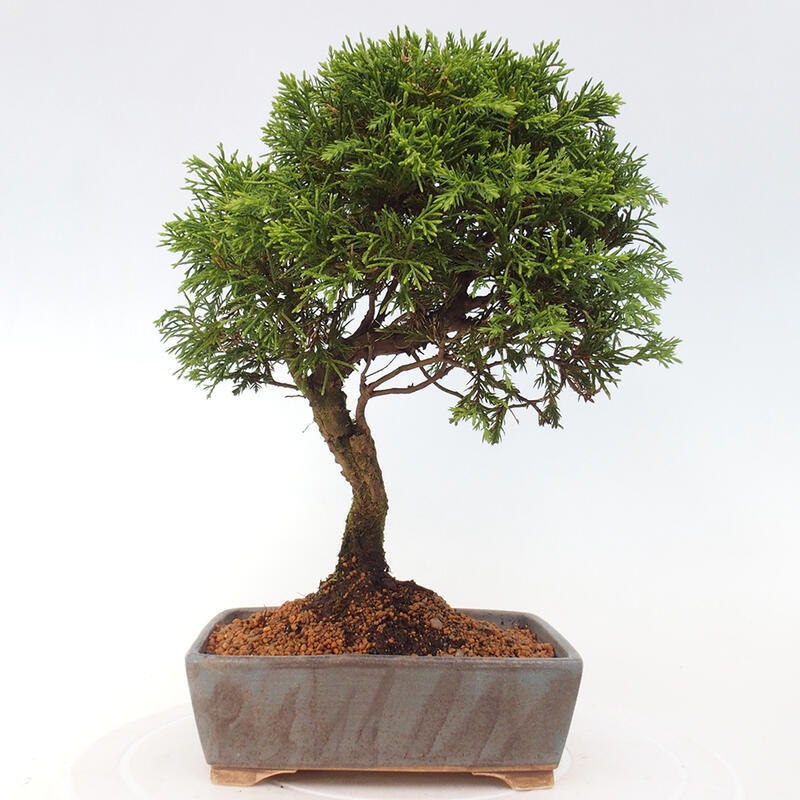 Kültéri bonsai - Juniperus chinensis Itoigawa