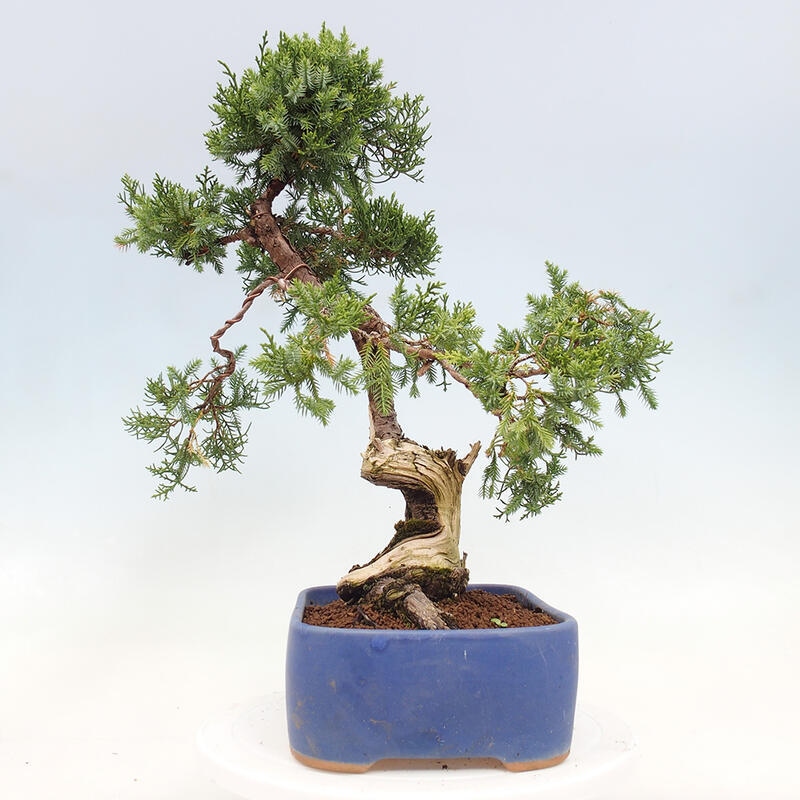 Kültéri bonsai - Juniperus chinensis Itoigawa-Juniperus chinensis