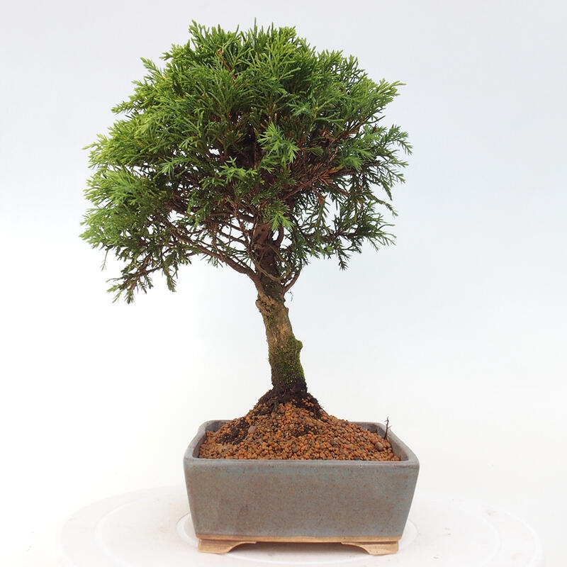 Kültéri bonsai - Juniperus chinensis Itoigawa