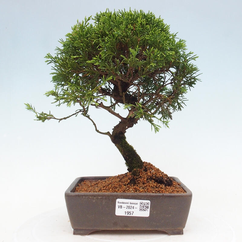 Kültéri bonsai - Juniperus chinensis Itoigawa