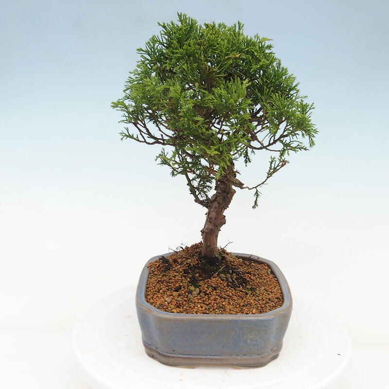 Kültéri bonsai - Juniperus chinensis Itoigawa