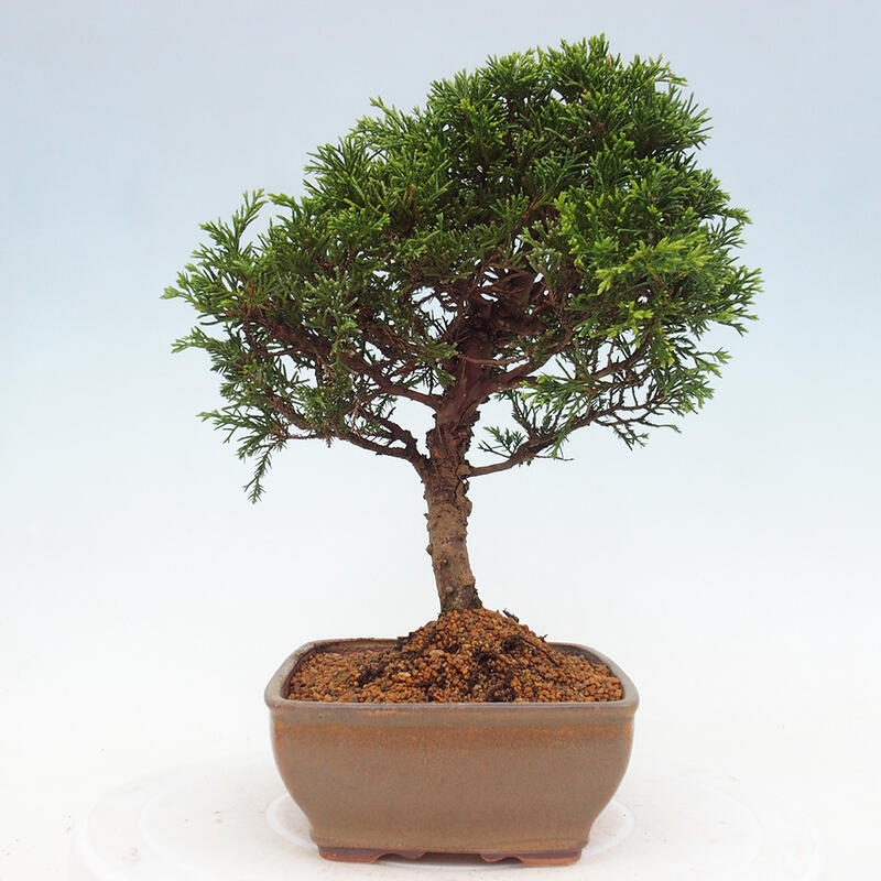 Kültéri bonsai - Juniperus chinensis Itoigawa