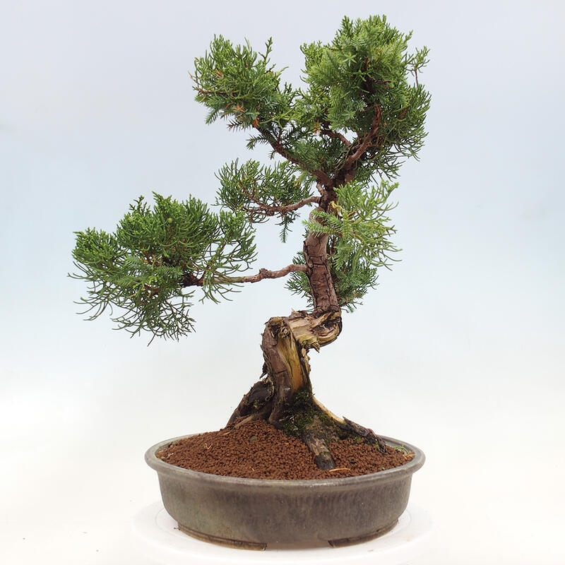 Kültéri bonsai - Juniperus chinensis Itoigawa-Juniperus chinensis