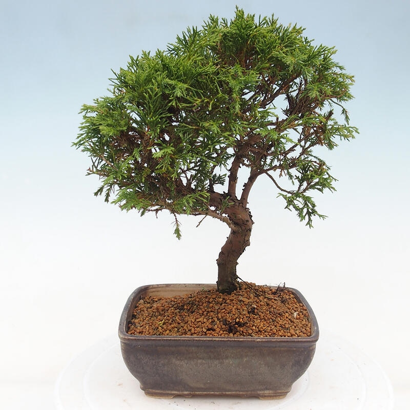 Kültéri bonsai - Juniperus chinensis Itoigawa