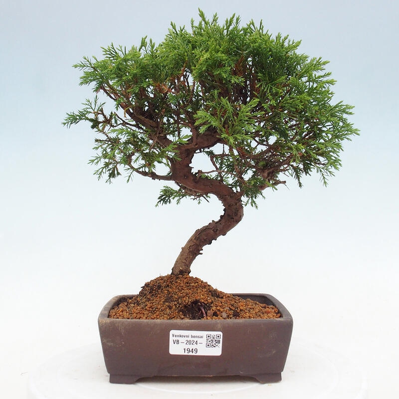 Kültéri bonsai - Juniperus chinensis Itoigawa