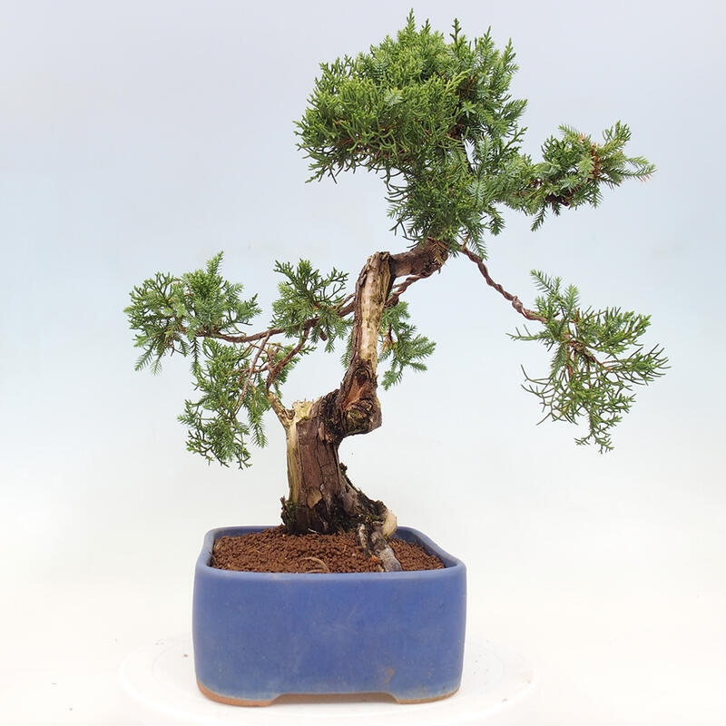 Kültéri bonsai - Juniperus chinensis Itoigawa-Juniperus chinensis