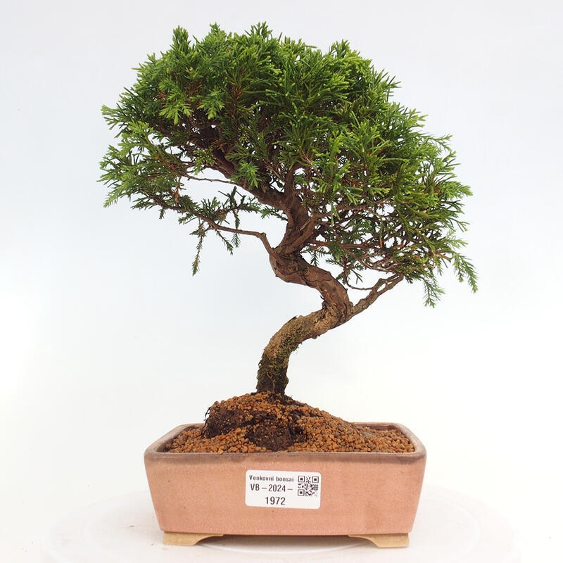 Kültéri bonsai - Juniperus chinensis Itoigawa