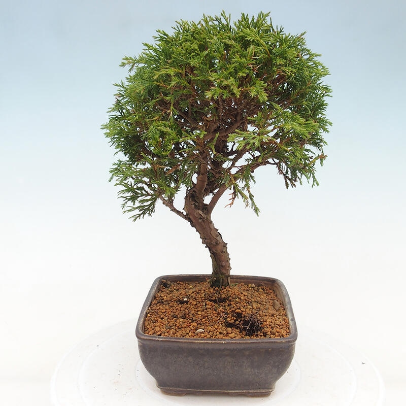 Kültéri bonsai - Juniperus chinensis Itoigawa