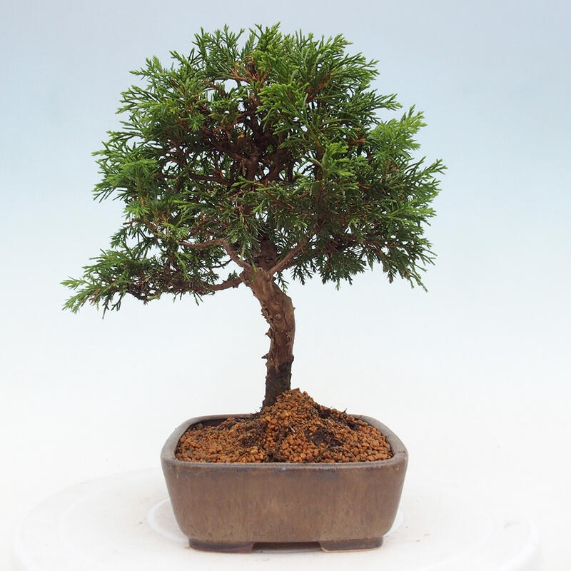 Kültéri bonsai - Juniperus chinensis Itoigawa
