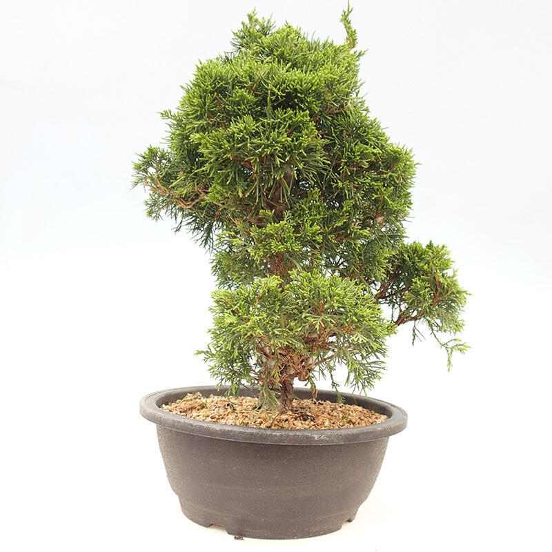 Kültéri bonsai - Juniperus chinensis Itoigawa-Juniperus chinensis