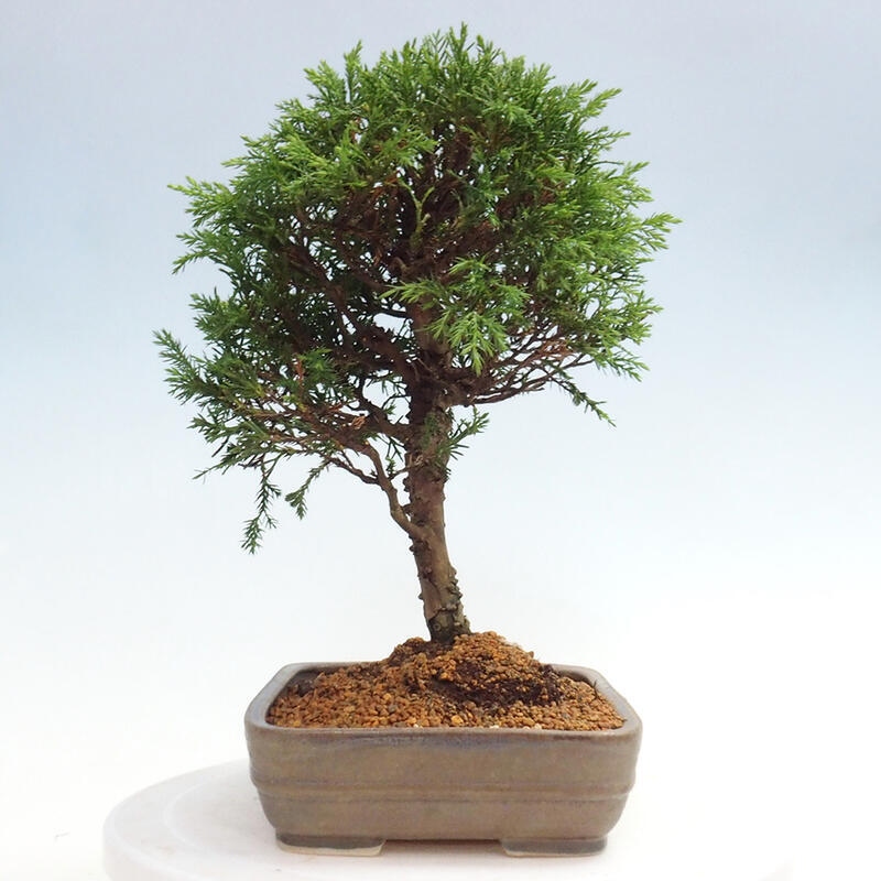 Kültéri bonsai - Juniperus chinensis Itoigawa