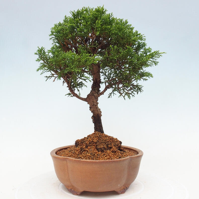 Kültéri bonsai - Juniperus chinensis Itoigawa