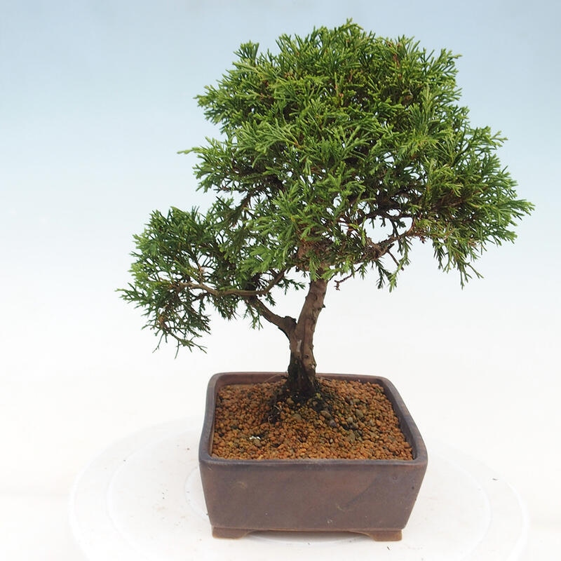Kültéri bonsai - Juniperus chinensis Itoigawa