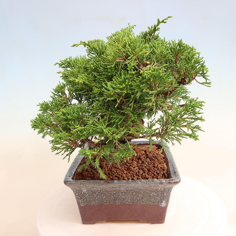Kültéri bonsai - Juniperus chinensis Itoigawa