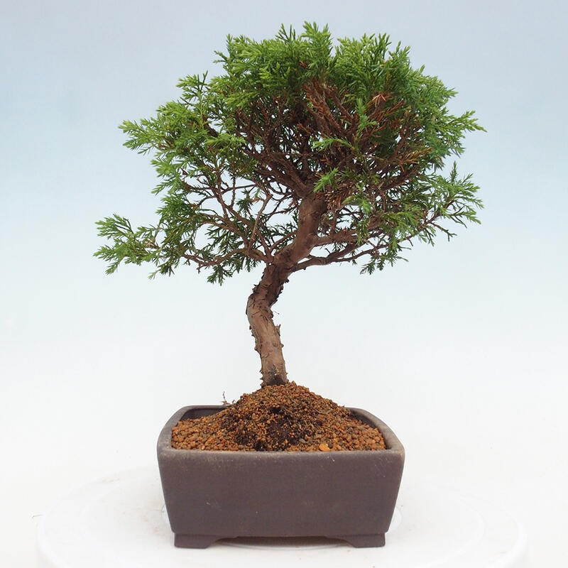 Kültéri bonsai - Juniperus chinensis Itoigawa