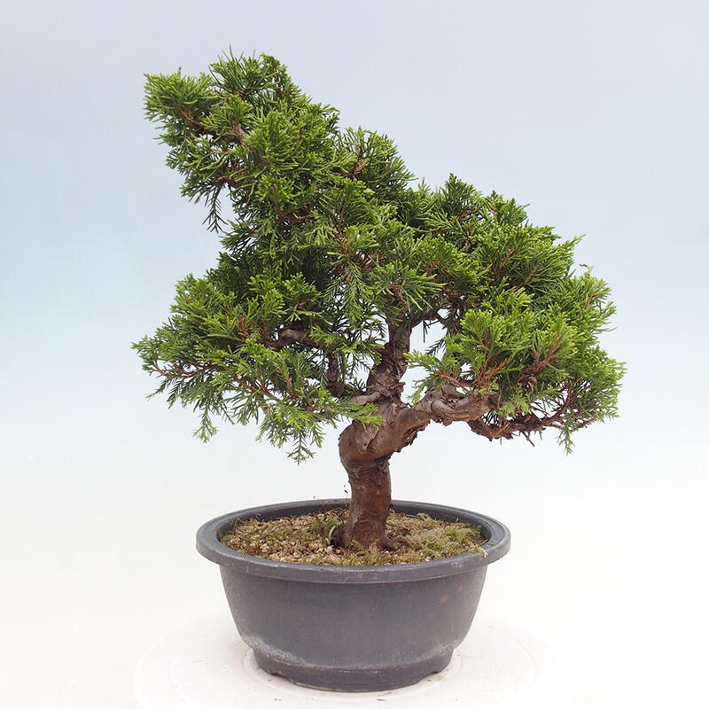 Kültéri bonsai - Juniperus chinensis Itoigawa
