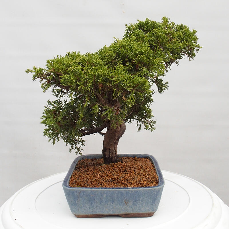 Kültéri bonsai - Juniperus chinensis Itoigawa