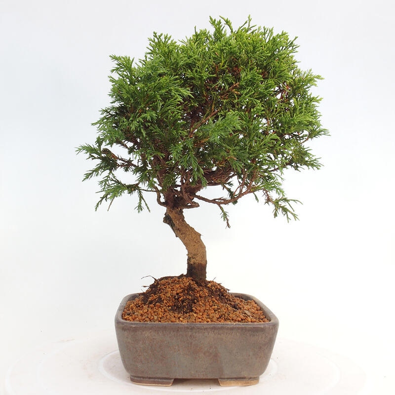 Kültéri bonsai - Juniperus chinensis Itoigawa