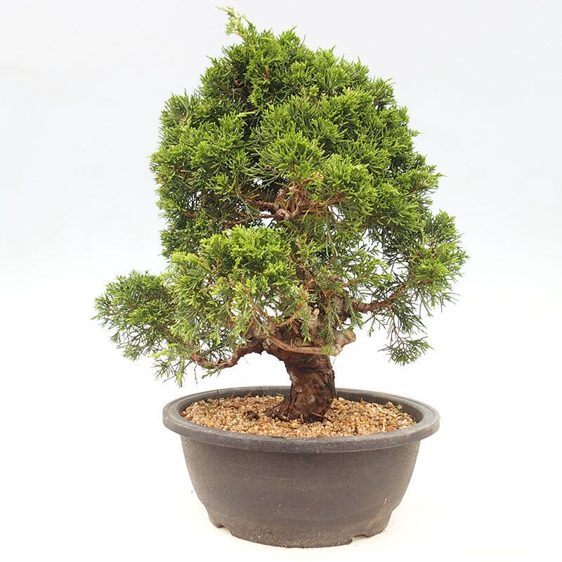 Kültéri bonsai - Juniperus chinensis Itoigawa-Juniperus chinensis
