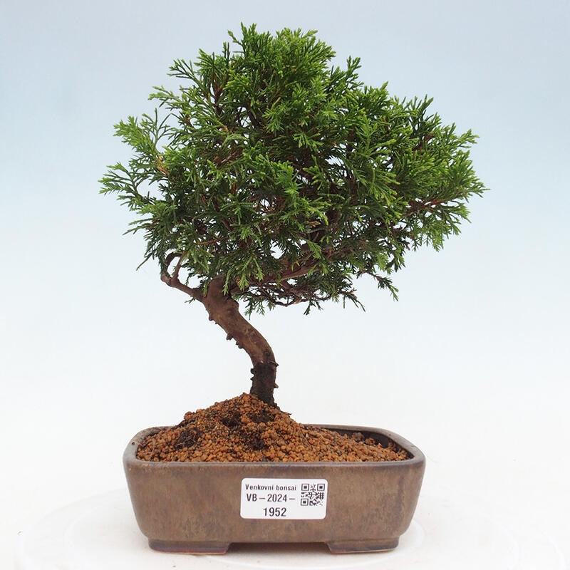 Kültéri bonsai - Juniperus chinensis Itoigawa