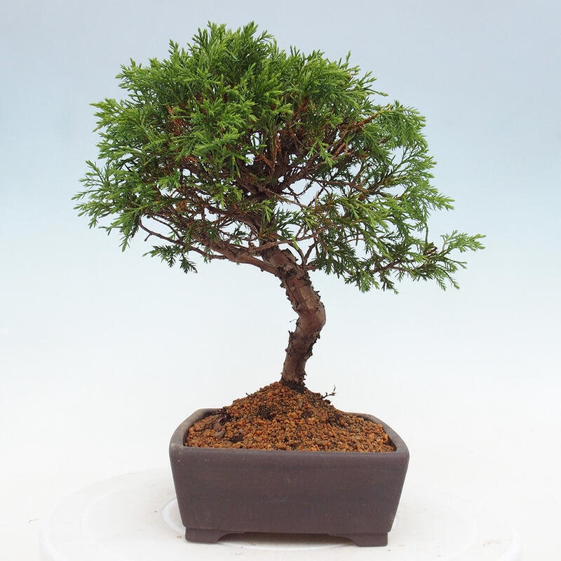 Kültéri bonsai - Juniperus chinensis Itoigawa
