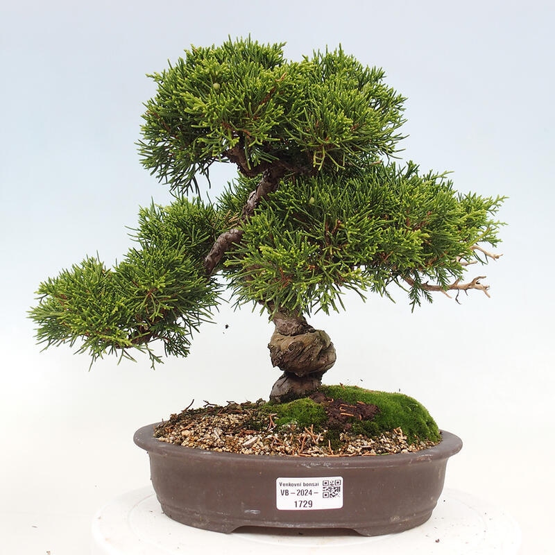 Kültéri bonsai - Juniperus chinensis Itoigawa-Juniperus chinensis