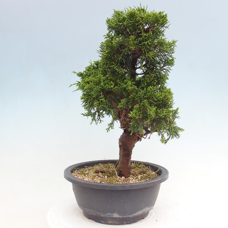 Kültéri bonsai - Juniperus chinensis Itoigawa