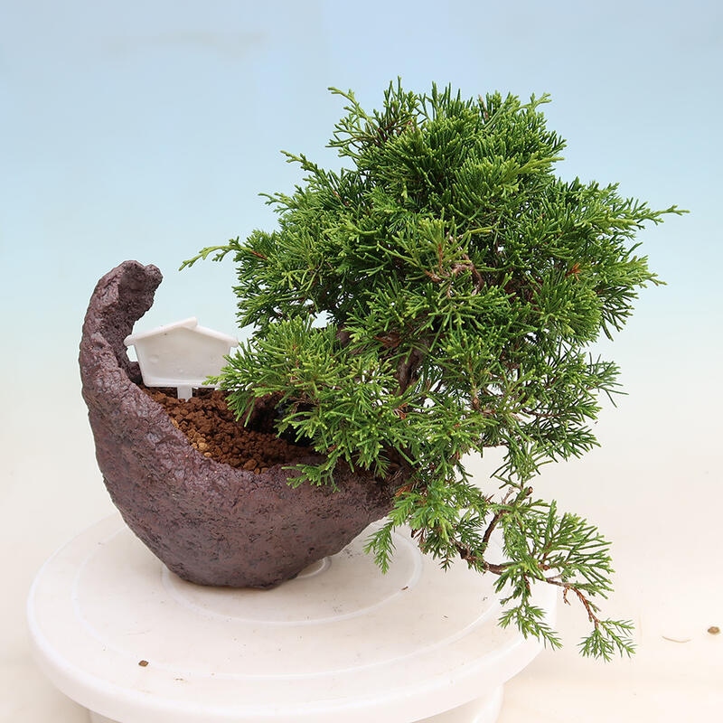Kültéri bonsai - Juniperus chinensis Itoigawa