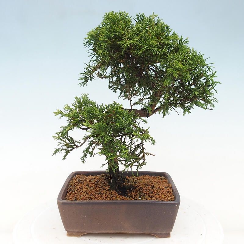 Kültéri bonsai - Juniperus chinensis Itoigawa