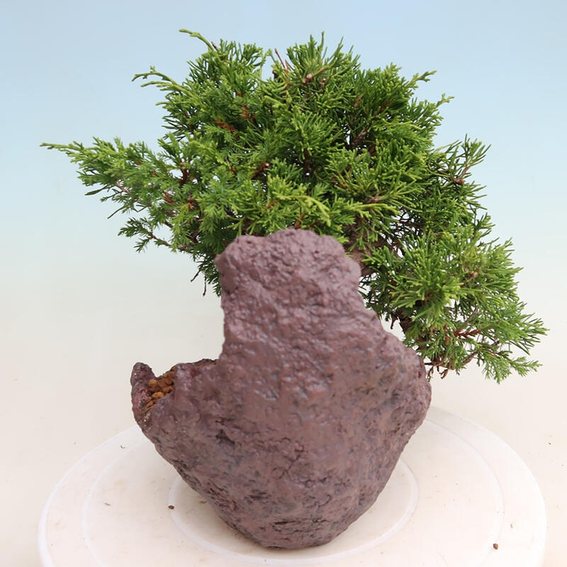 Kültéri bonsai - Juniperus chinensis Itoigawa