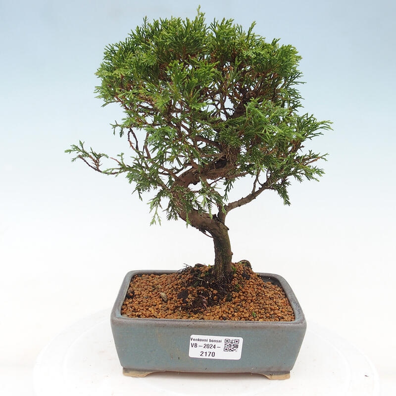 Kültéri bonsai - Juniperus chinensis Itoigawa