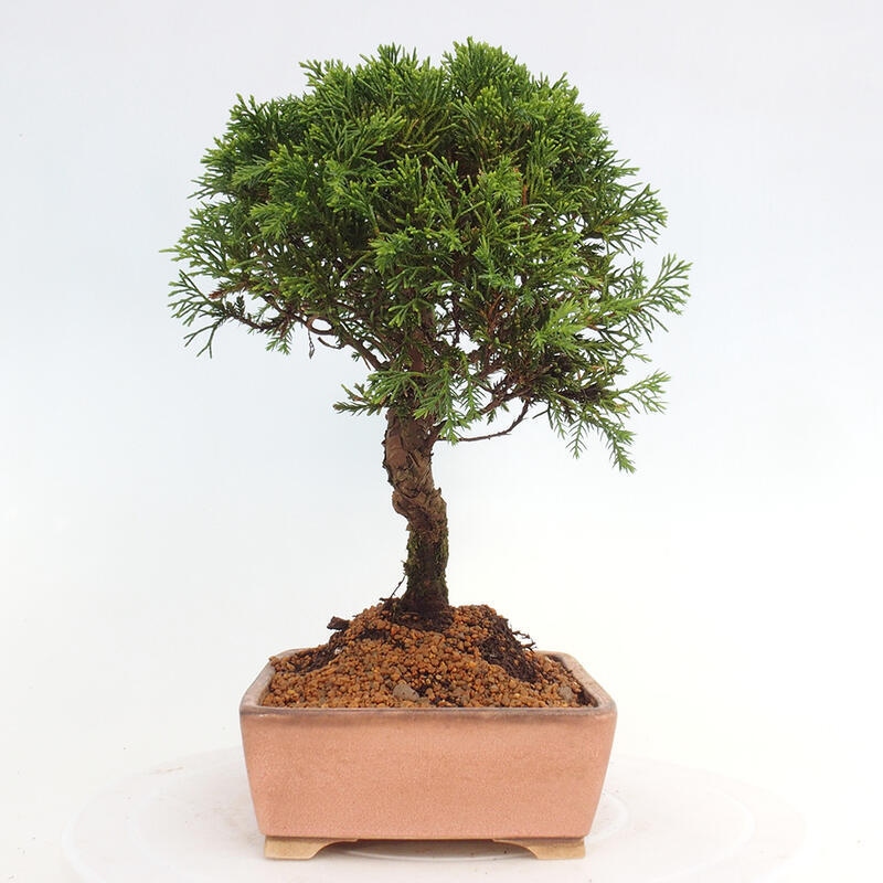 Kültéri bonsai - Juniperus chinensis Itoigawa