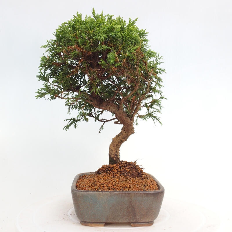 Kültéri bonsai - Juniperus chinensis Itoigawa